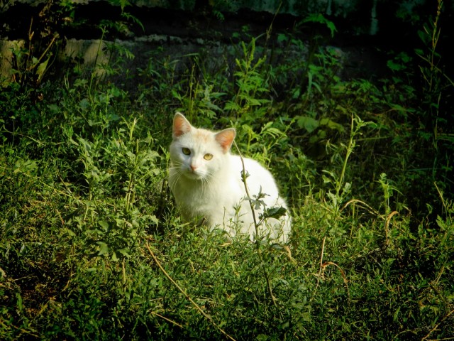 Котовторник 30.04.2013