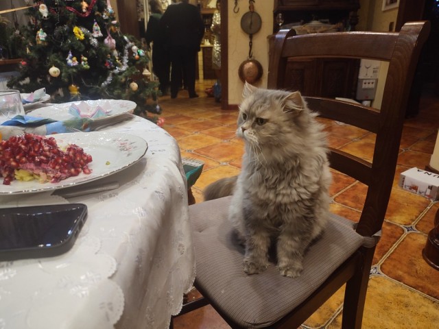 Первый Новый год кошечки