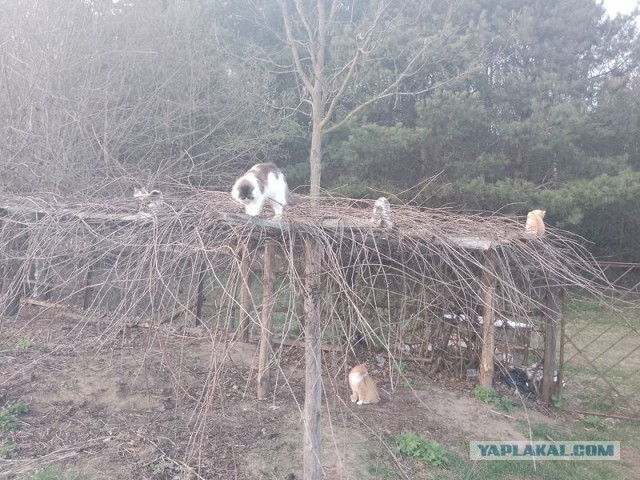 Жизнь домашнего приюта для котеек 540