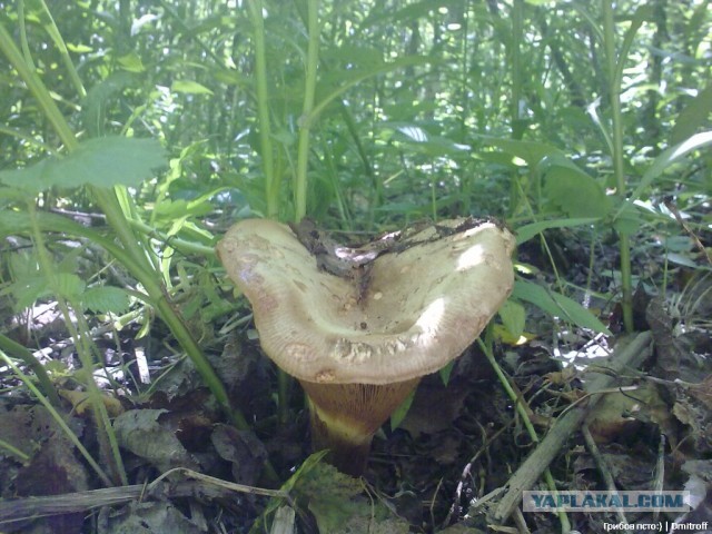 Поход за грибами,