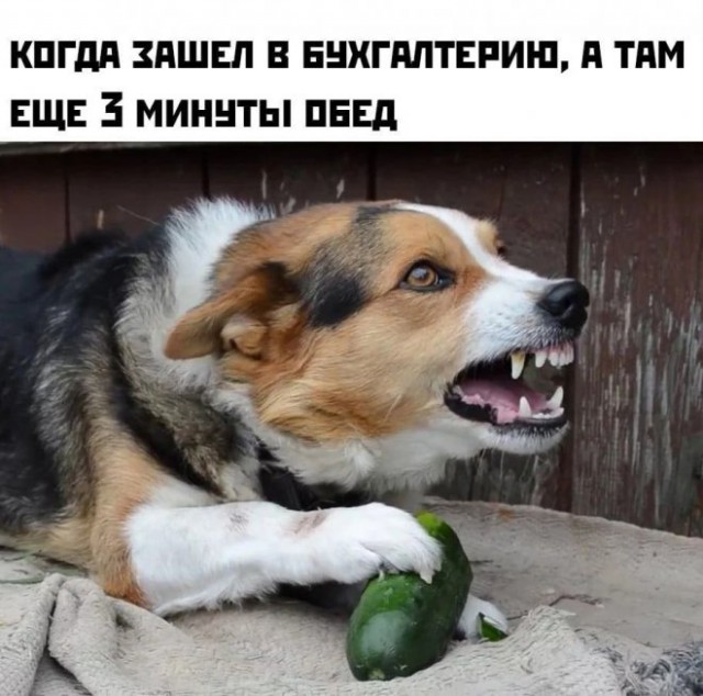 Веселые картинки в среду (практически в пятницу) (07.05)