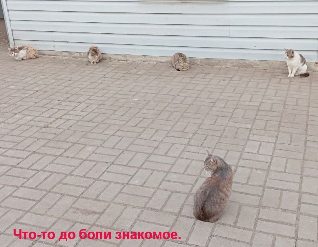 Веселые картинки в пятницу (16.02)