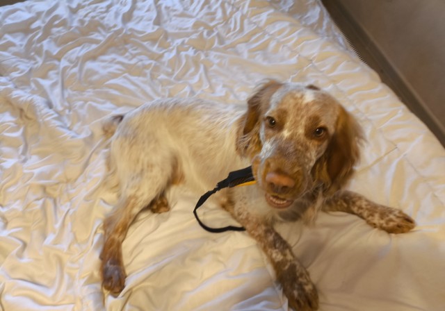 Собакочетверг