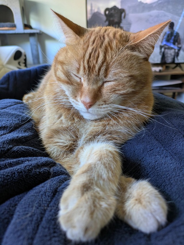 Спящих котеек тред
