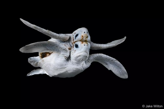 27 лучших фото финалистов и победителей конкурса Australian Geographic Nature Photographer 2025
