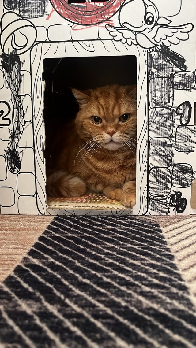 Котовторник