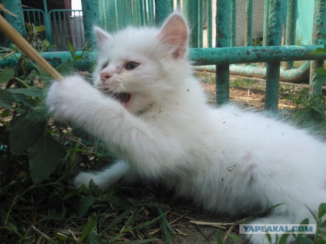 Котовторник 23.07.2013