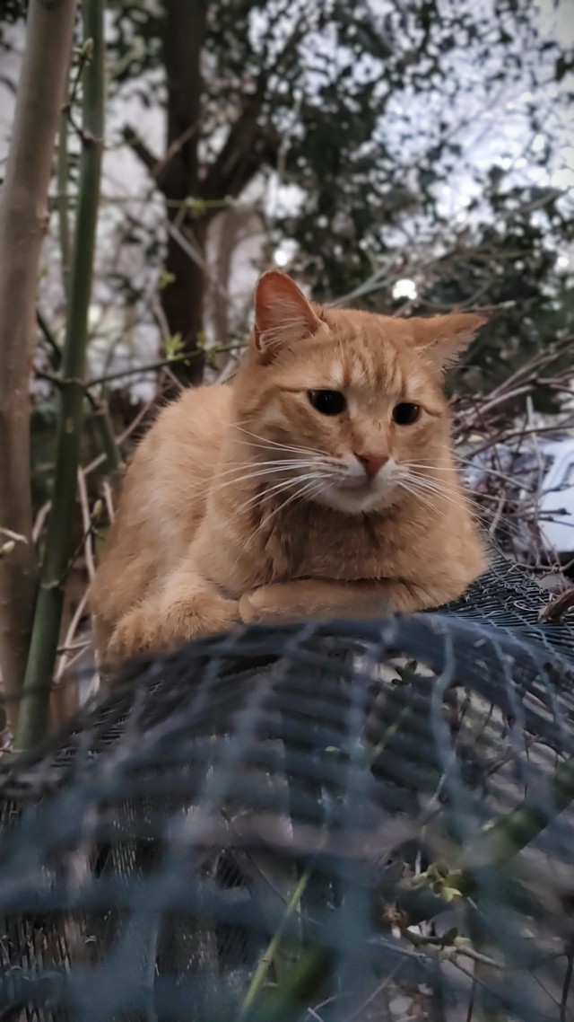 Уличные кошки Стамбула