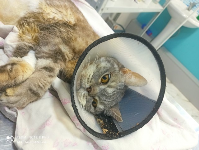 Ну вот и моя кошка ушла на радугу. 9 лет