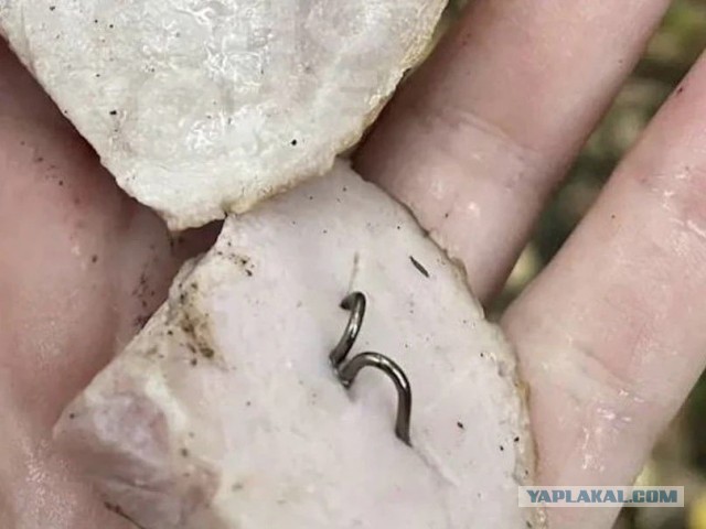 Мясо с рыболовным крючком проглотила собака в Подольске