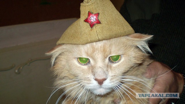 Ты не пройдешь, собака!