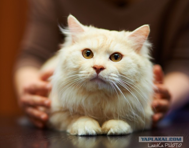 Котовторник 04.03.2014