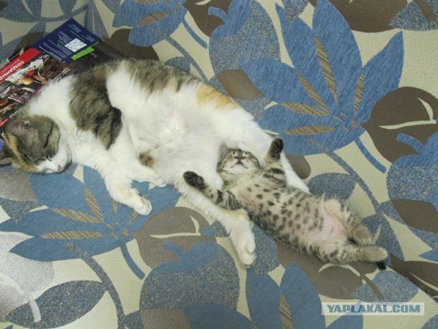 Котовторник 22.04.2014