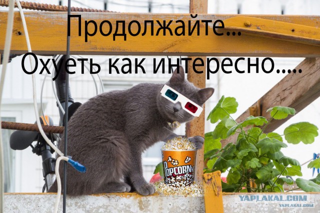 Кот в шоке!