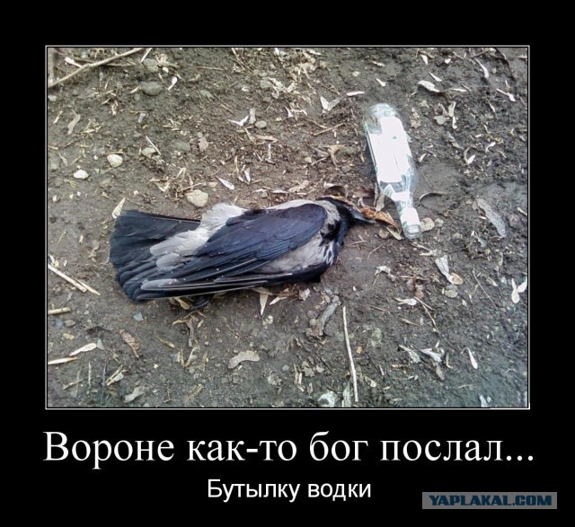 Вороне как-то бог послал...
