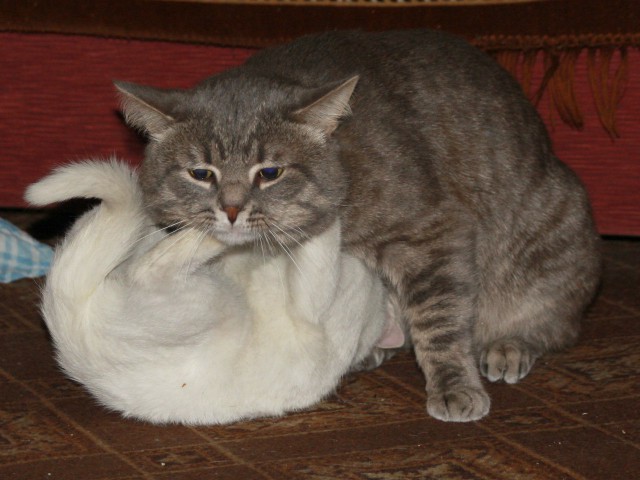 Жизнь домашнего приюта для котеек 91