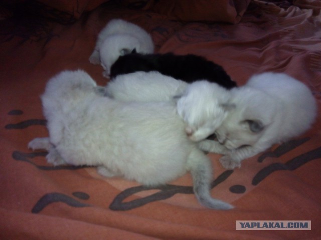 Котооо-о-о-вторник