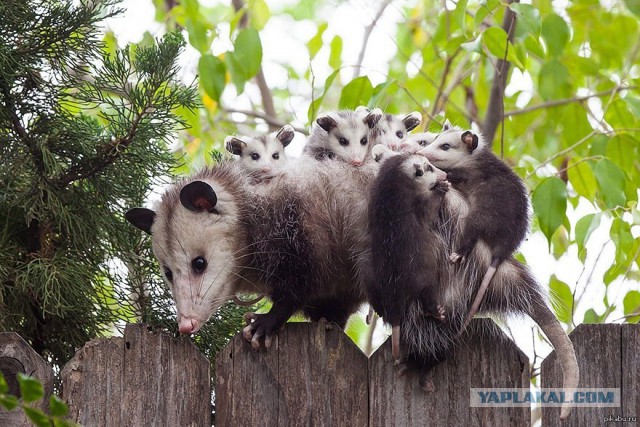 Своя ноша не тянет