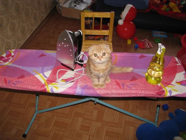 Коты из сети