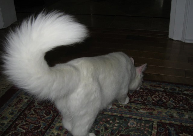 Коты и Кошки