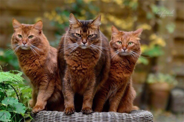 Коты и Кошки