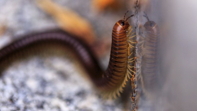 Просто Природа