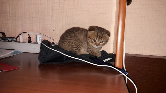 Котовторник 9.01.2018