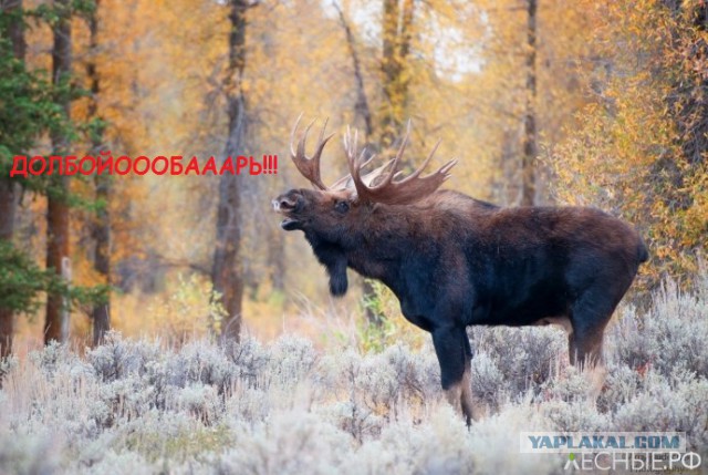Парень заснял секс со школьницей в туалете фастфуда и выложил в Сеть
