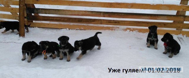 Щенки ВЕО (РКФ)