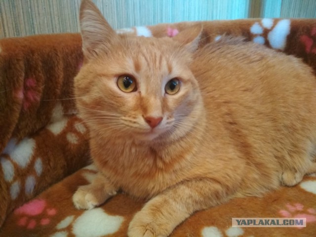 Котовторник 27.02.2018 наступил!