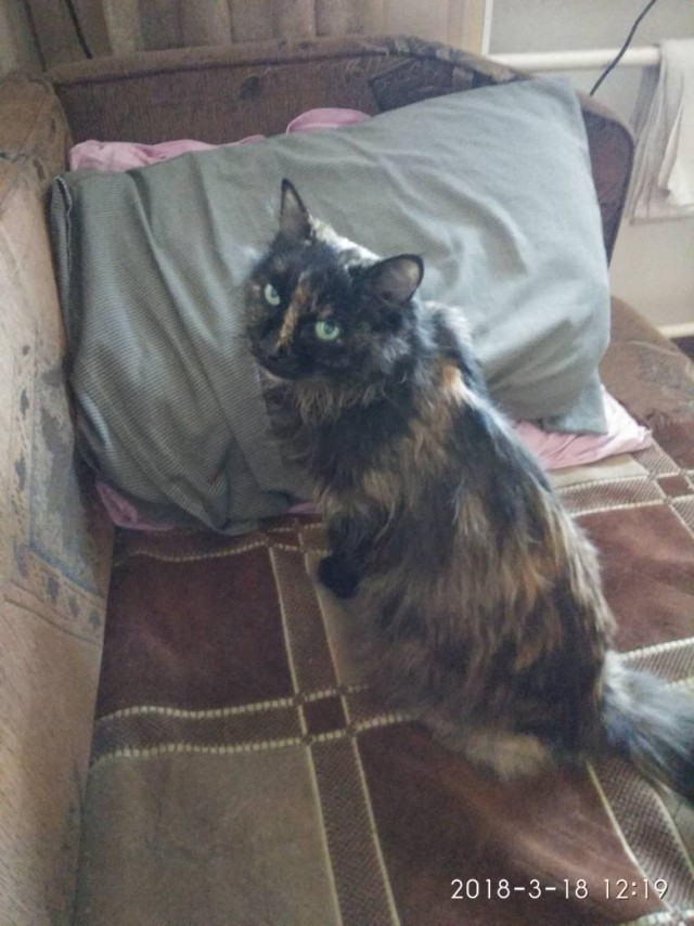 Котовторник 20.03.2018