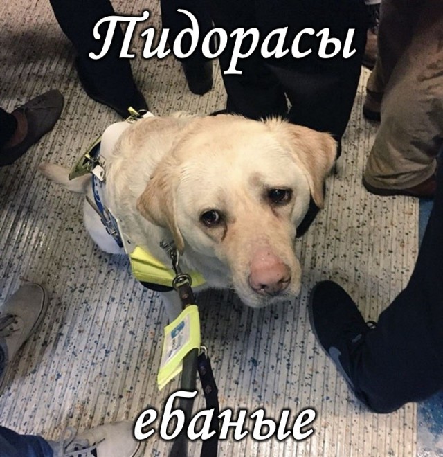 Слепому мужчине с собакой никто не уступил место в метро