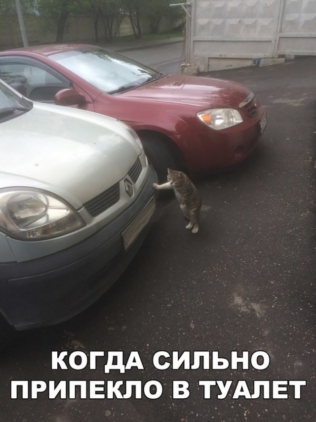 Весёлые картинки