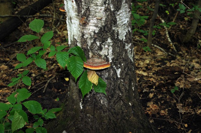 Просто Природа