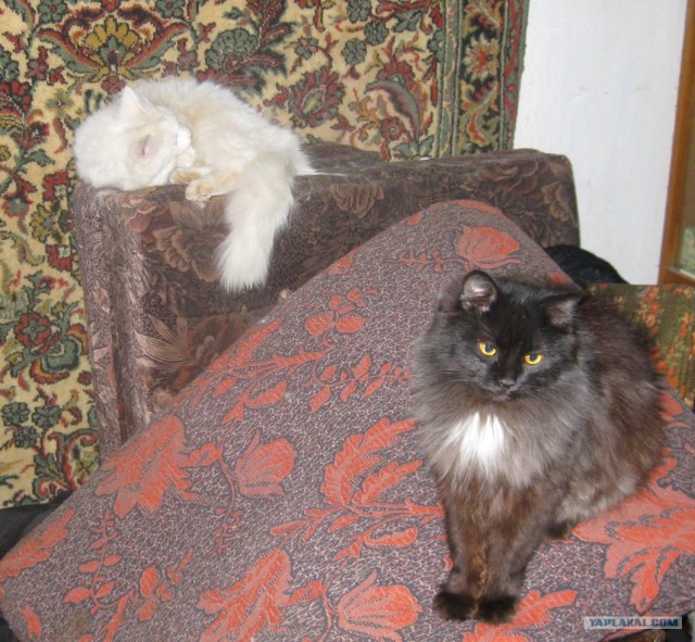 Котовторник: начало
