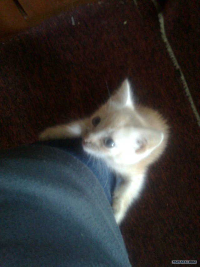 Как же можно про котовторник забыть?!