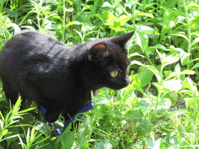 Котовторник на середину июня