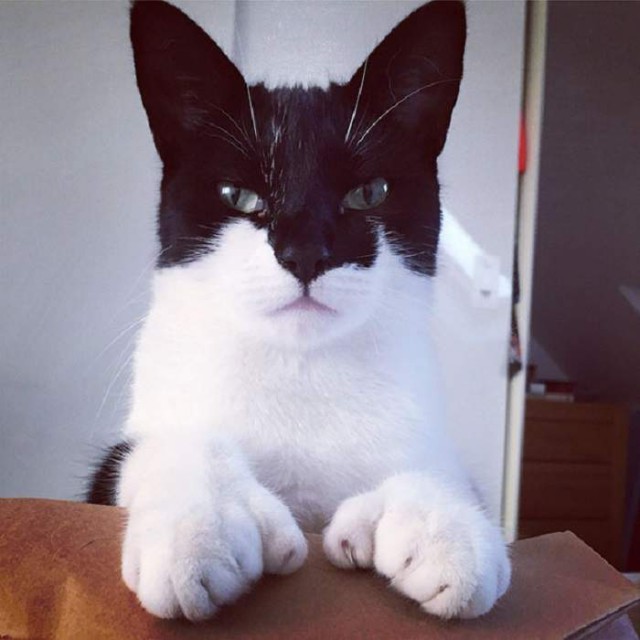 Прикольных котов пост