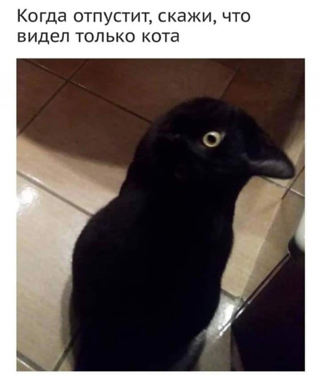 Чернушки вот вам принёс