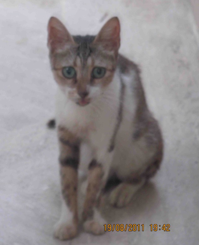 Сонный Котовторник