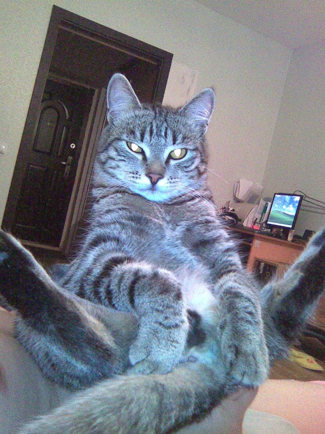 Котовторник (14.02.2012)