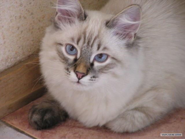 Котовторник   5.06.2012
