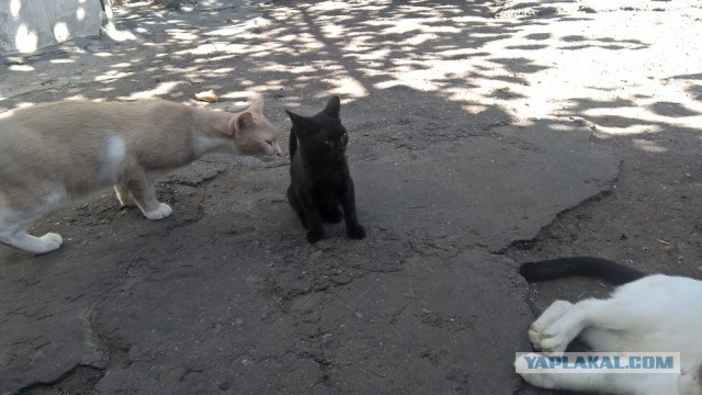 Paзнoвиднocти тьмы