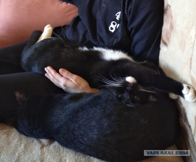 Котики в подарок ЯПу на ДР