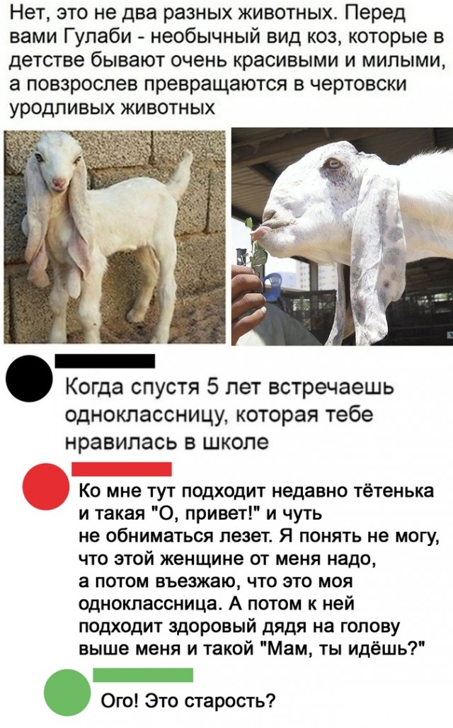 Кормление козлят