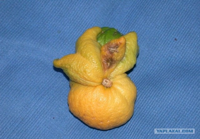 Лимонный "ктулху"