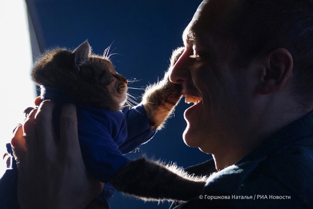 Милота котовторника