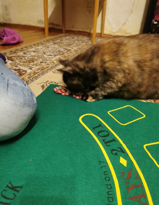 Долой политику, ура котикам!