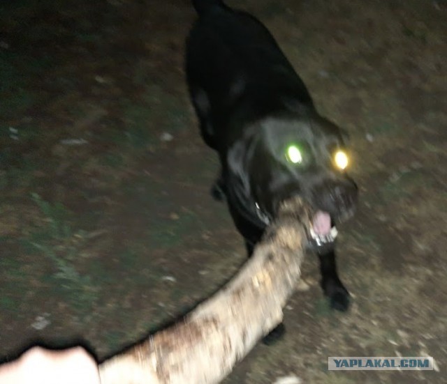 Лохматый друг