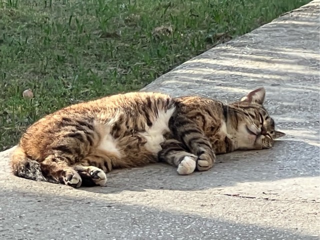Котовторник 07.06.2022